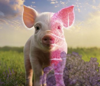 Aspectos clínicos, lesiones y métodos diagnósticos asociados al PCV3 en cerdos y su impacto en la producción porcina.