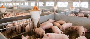 Descubrí qué parámetros porcinos realmente importan para la rentabilidad de tu granja. Conversión alimenticia, prolificidad y Throughput analizados desde las utilidades.