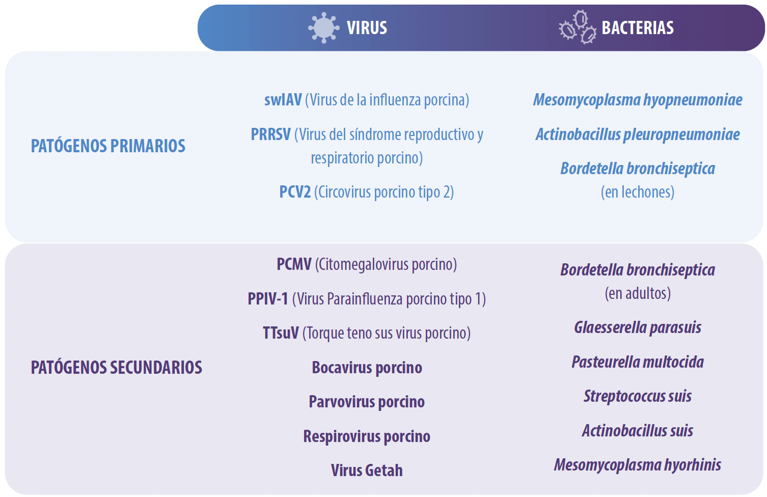 Patogenos-involucrados-Complejo-Respiratorio-Porcino
