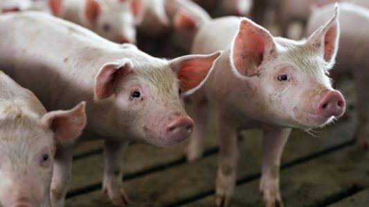 El evento tiene como objetivo informar a los productores sobre los riesgos de la Peste Porcina Clásica y las estrategias de prevención.