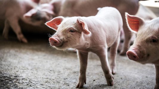 La Federación Porcina Argentina presentó el Plan Estratégico Porcino 2025, con objetivos de producción, exportación y consumo.