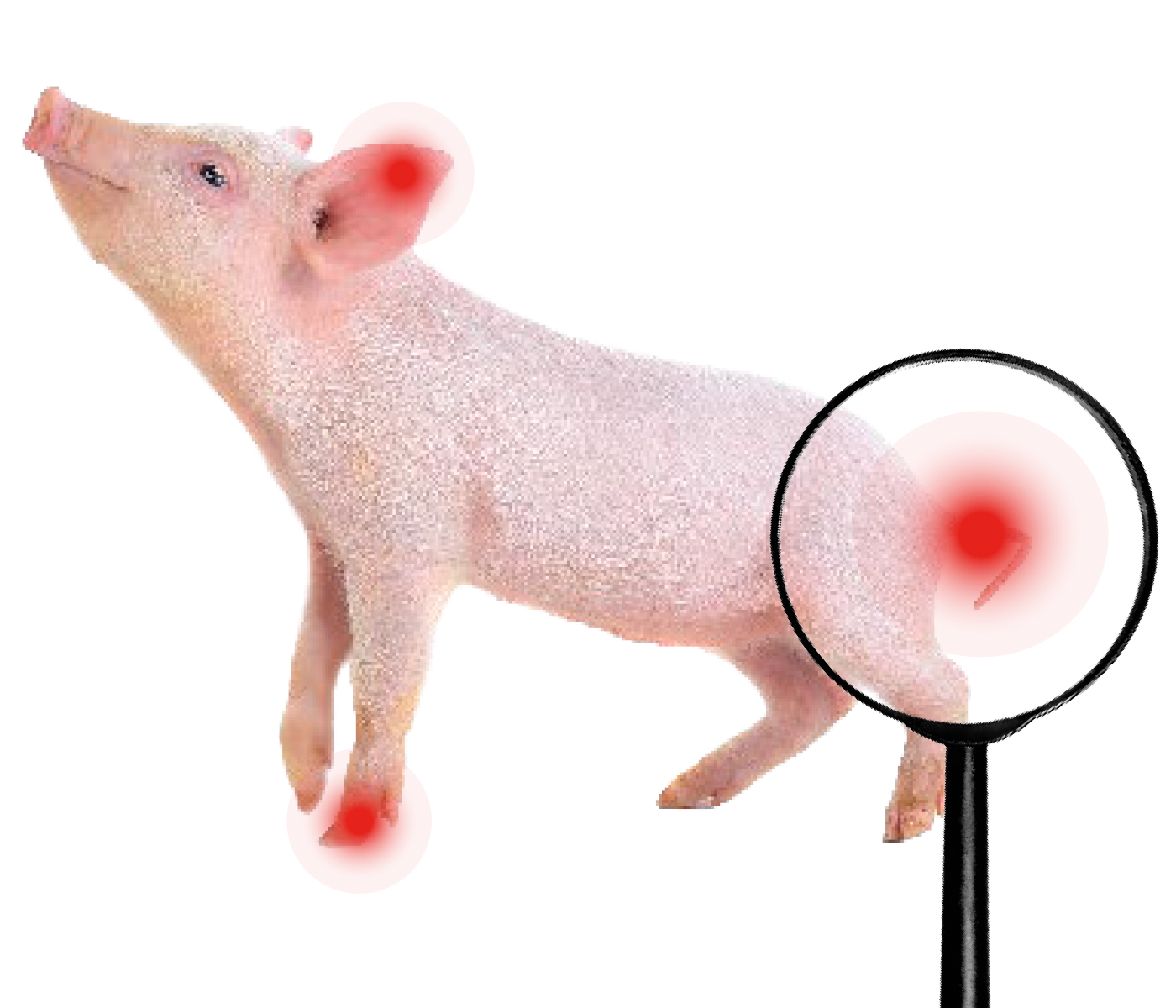 Puntuación de inflamación y necrosis en lechones como indicador de riesgos sanitarios y de bienestar