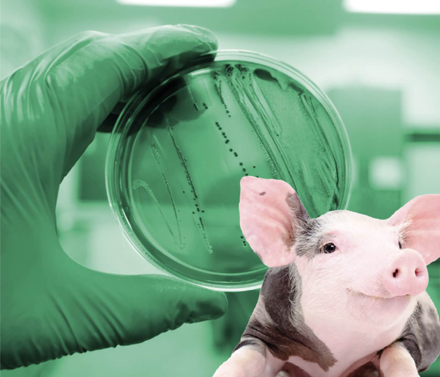 Resistencia genética a E. coli F18 en cerdos: un estudio revelador