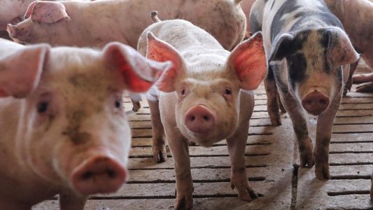 La Universidad Cayetano Heredia organiza una conferencia virtual sobre sanidad y producción porcina el 12 de abril de 2025.