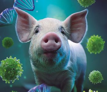 El sapovirus porcino emerge como un agente asociado a diarrea y enteritis en lechones durante las primeras semanas de vida.