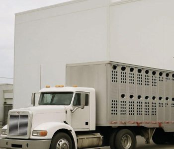 Evaluación antemortem, manejo, infraestructura y tecnología aplicada al bienestar animal en plantas de faena porcina.