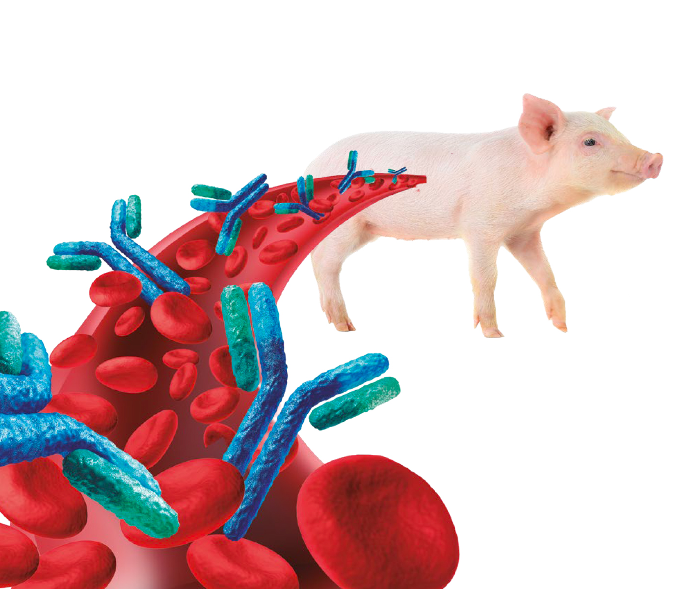 Ventajas de la vacunación intradérmica frente a Mesomycoplasma hyopneumoniae: percepción o realidad