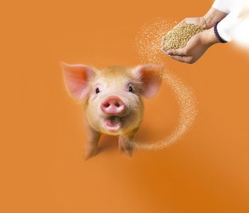 Fibras na suinocultura: Rovabio® Advance, uma solução Feedase, age diretamente sobre a fração indigestível da ração.