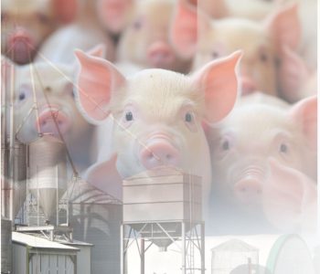 Para uma gestão de excelência entre granja e fábrica de ração é necessário apenas organização, método e disciplina.