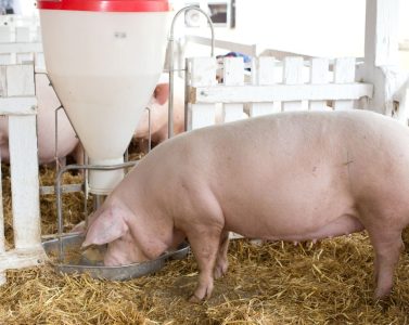 La nutrición de precisión en la producción porcina mejora la eficiencia, reduce el impacto ambiental y fortalece el bienestar animal.