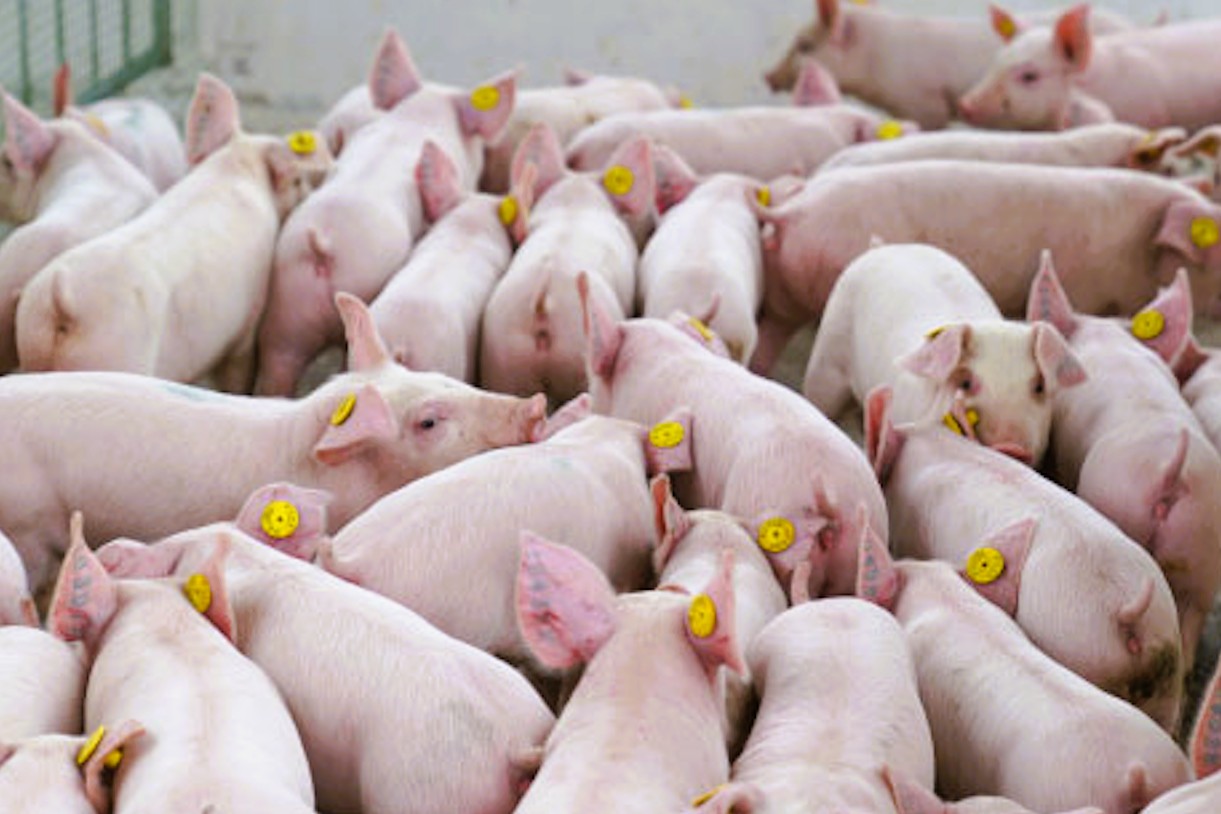 Ho Chi Minh City charts livestock future with smart farming plan
