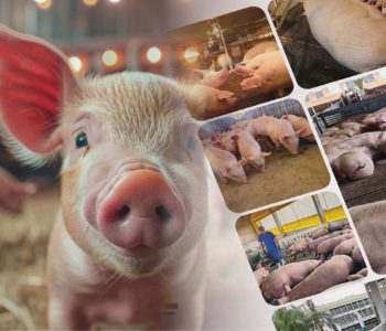 Manual de bem-estar orienta granjas aplicar legislação melhorar manejo sustentabilidade e qualidade na produção suinícola.
