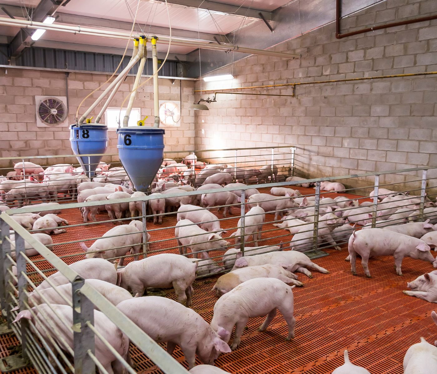 Bioseguridad externa en porcicultura: claves para evitar la entrada de enfermedades