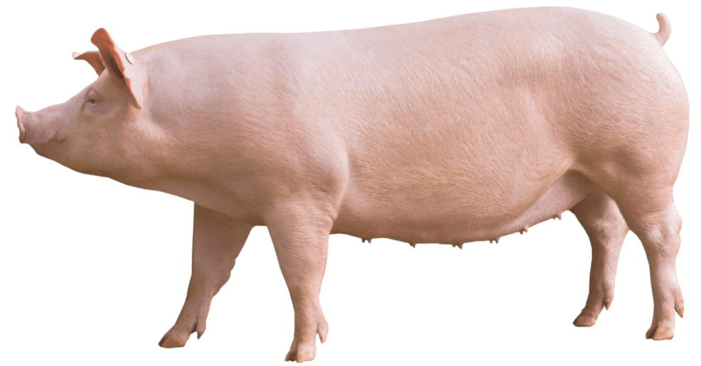 cerdo