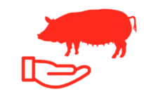 cerdo