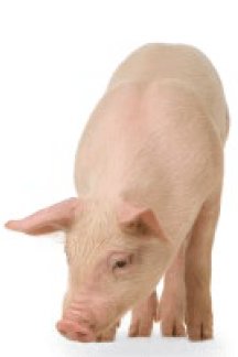 cerdo-real