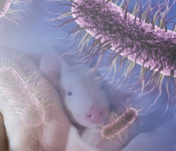 Colibacilose pós desmame causa diarreia leitões reduz desempenho exige prevenção nutricional sanitária e manejo adequado.