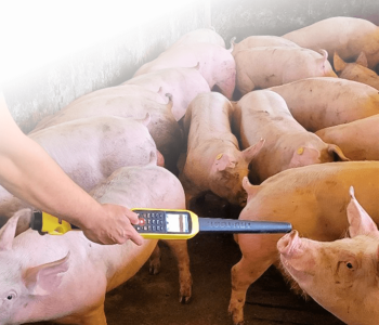 pesaje e identificación electrónica en porcino