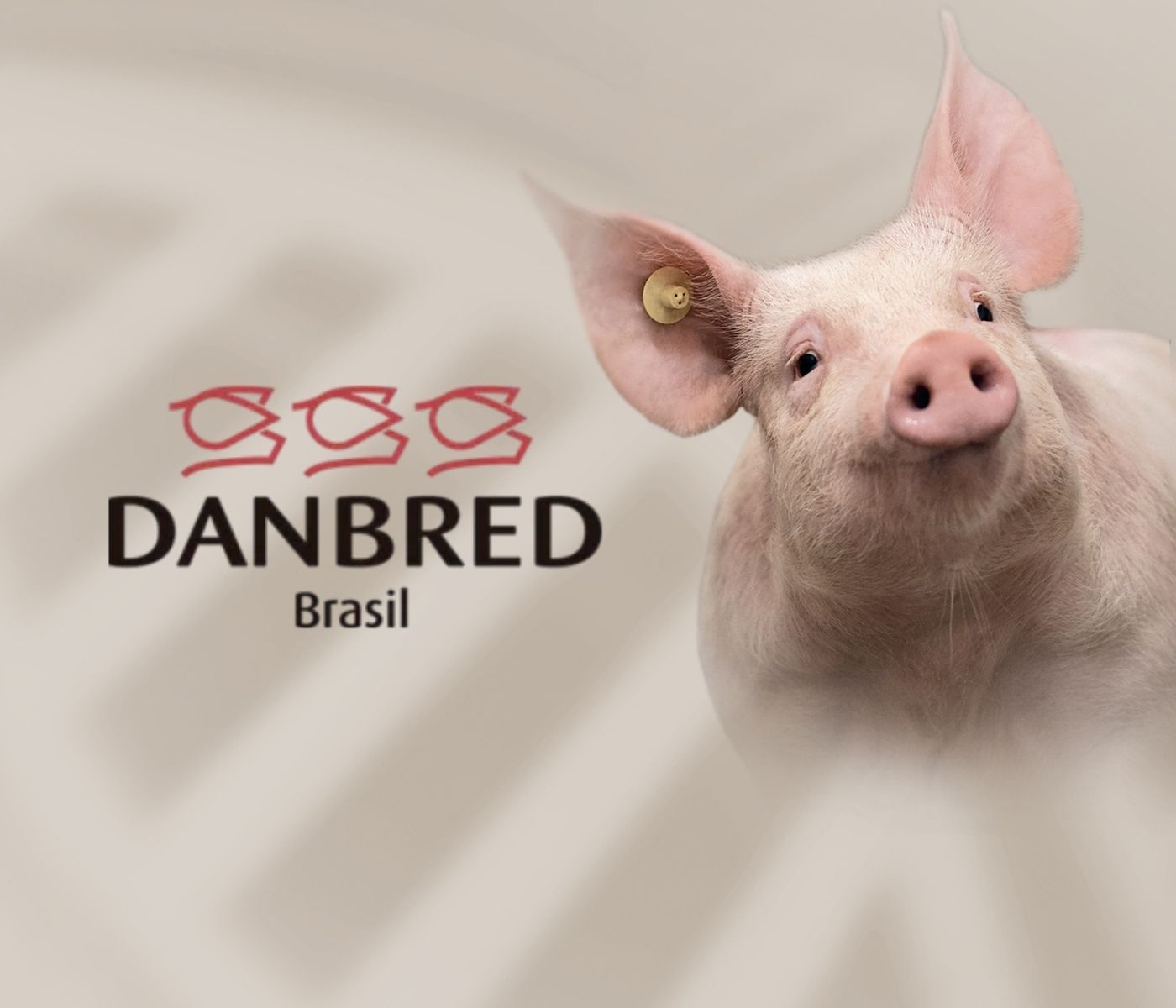 Benchmark 2024 da DanBred Brasil comprova a superioridade genética da...