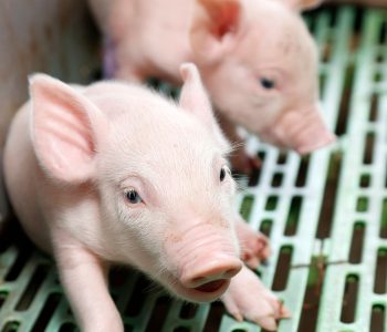 La infección por Clostridioides difficile en lechones neonatos genera diarrea, pérdidas productivas y desafíos sanitarios.