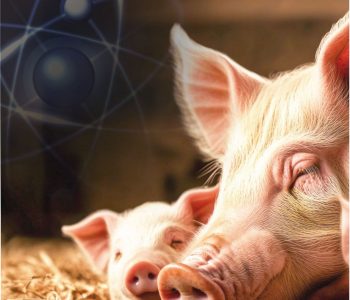 A combinação da ação antimicrobiana e suporte antioxidante do Mineral Bioativo ajuda a fortalecer o organismo das porcas, melhorando a eficiência produtiva e promovendo maior bem-estar animal dentro das granjas.