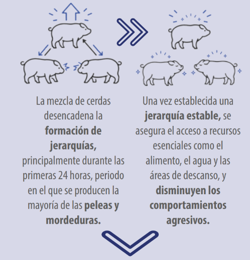 fases