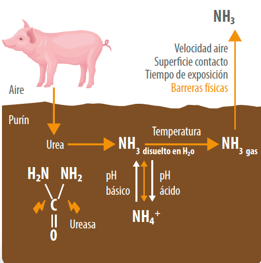 fig2 -fotopur
