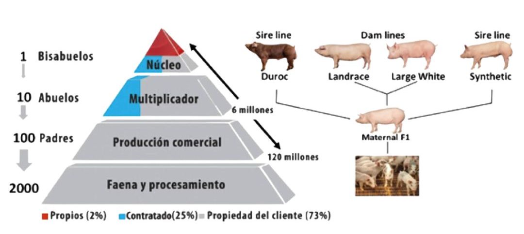 Impacto de métodos en la mejora genética