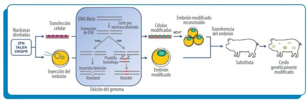 Impacto de métodos en la mejora genética