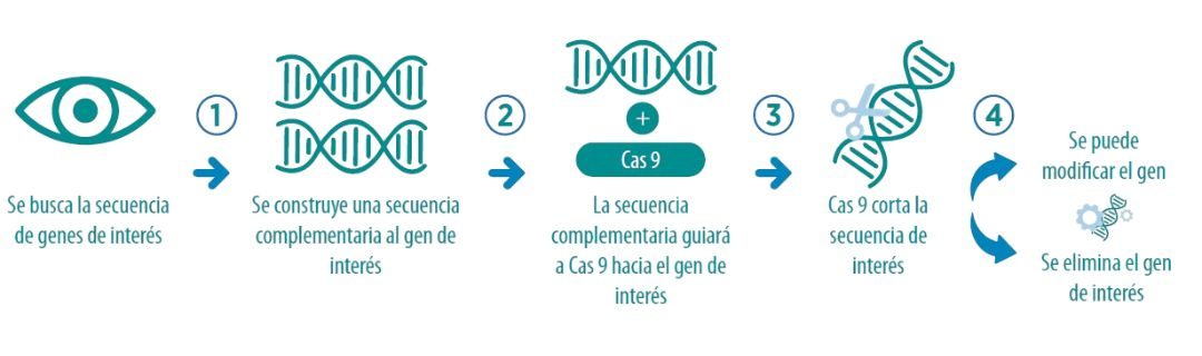 Impacto de métodos en la mejora genética