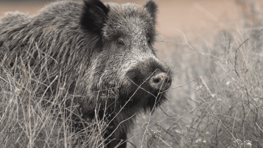 El sector porcino español ha conocido la noticia de que se han hallado dos jabalíes muertos, positivos en PPA en Barcelona.