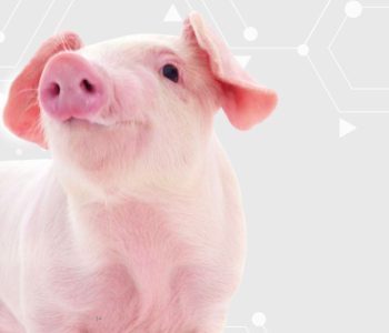 MaxiDigest® Swine é altamente eficaz para esses momentos, pois possui ingredientes funcionais aliado a uma composição nutricional de alta biodisponibilidade, proporcionando principalmente o desenvolvimento e saúde intestinal. 