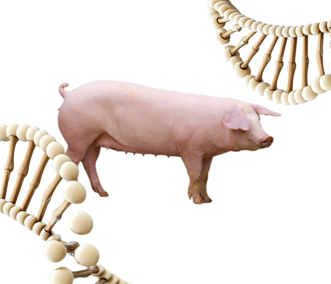 EFICIENCIA Y  RENDIMIENTO:  La experiencia de  Sarl de Kerbelay con  Landrace Axiom