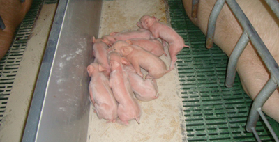 Vital Blue Skin lechones