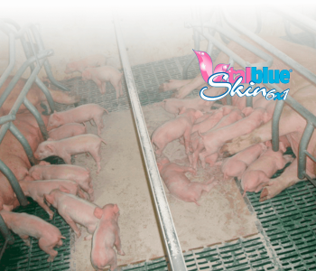 Vital Blue Skin lechones