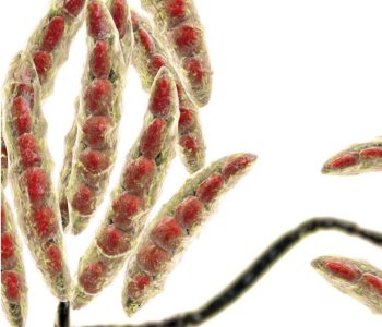 Zearalenona compromete fertilidade suína causa distúrbios reprodutivos afeta leitegadas exige controle rigoroso na ração.