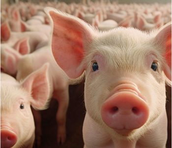 Enteropatia Proliferativa Suína é uma doença endêmica economicamente importante para a suinocultura, de alta prevalência mundial