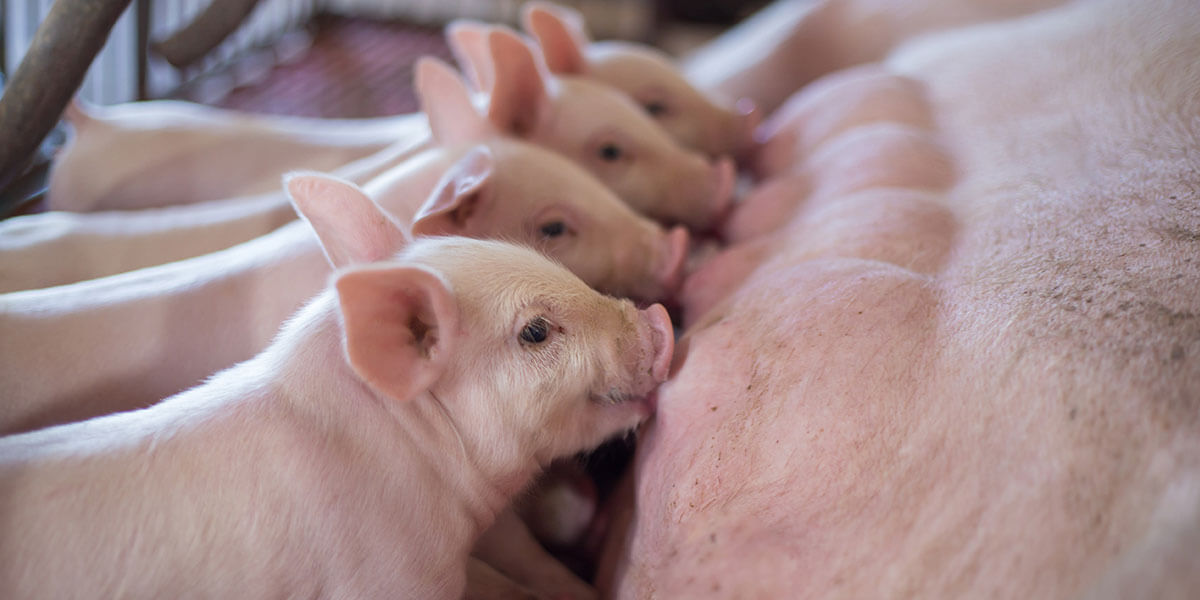 Parity plays significant role in piglet pre-wean mortality