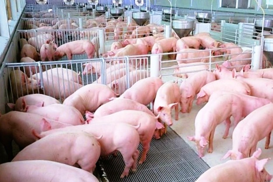 Dak Lak approves two pig farming projects worth USD 16M