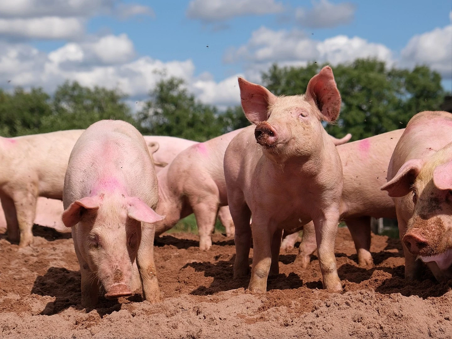 China, Central Asia struggling to contain FMD outbreak