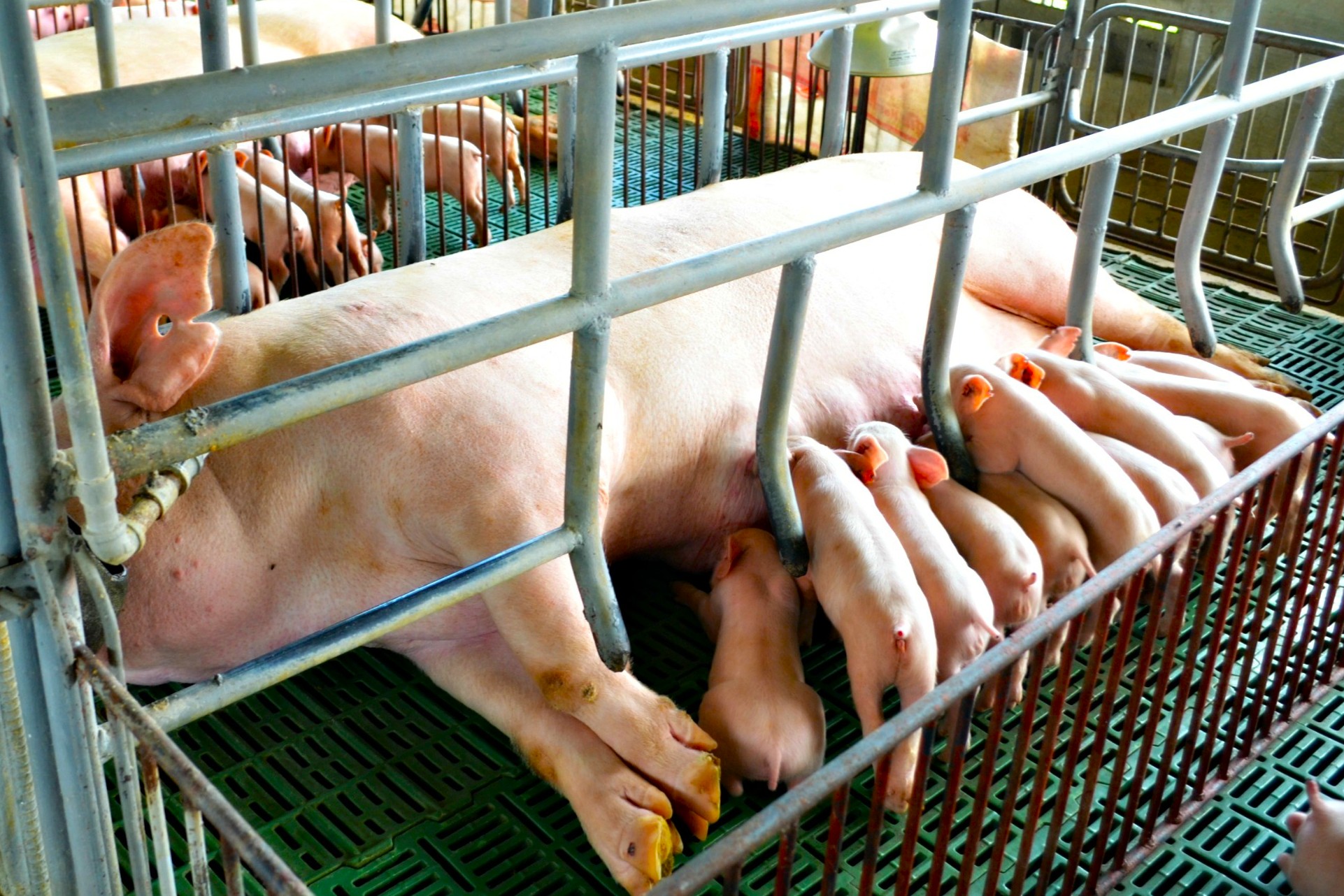 Study links vitamins to stronger reproductive outcomes in sows