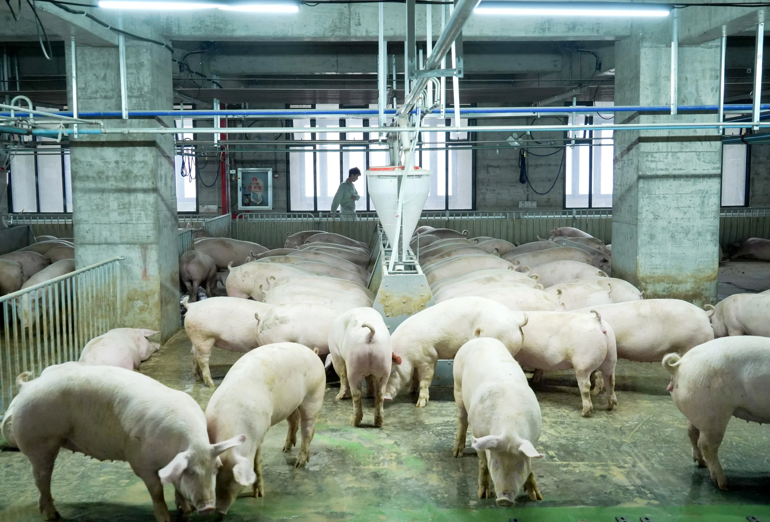 Insights into Q3 hog market in China: Slow capacity adjustment drives low price trend