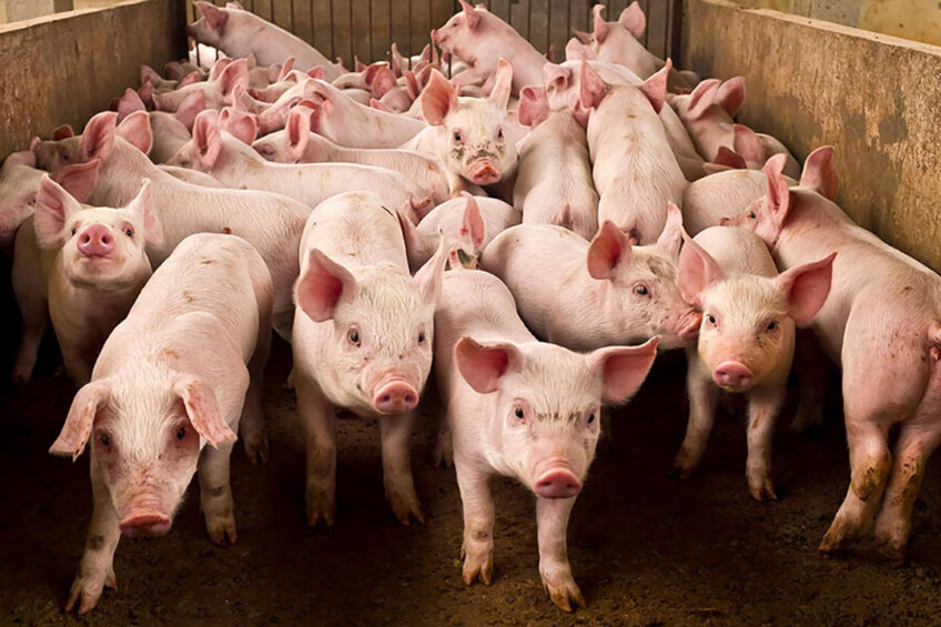 Philippines targets to boost pig population to pre-ASF levels by 2028