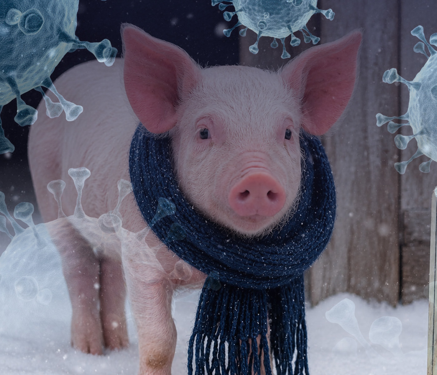Inverno e doenças respiratórias na suinocultura: por que o frio aumenta os desafios sanitários?