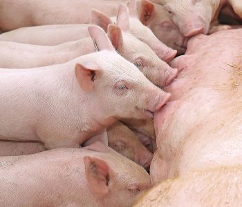 La alimentación de precisión y el manejo de cerdas hiperprolíficas son factores para mejorar la productividad, el bienestar y la rentabilidad.