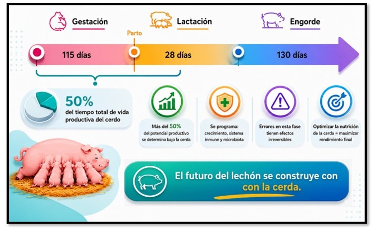 alimentación cerdas reproductoras
