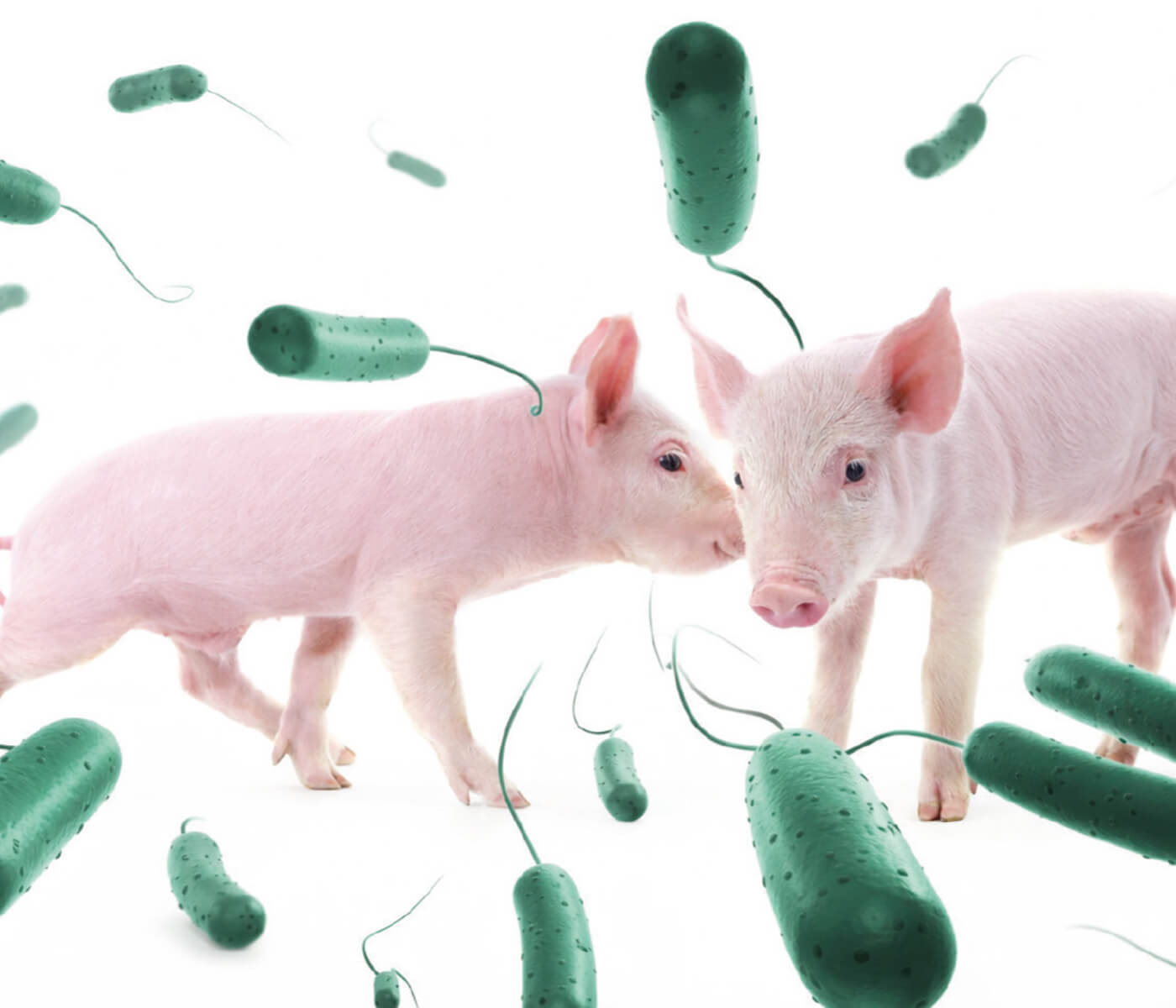 La infección temprana por Lawsonia intracellularis: nuevas evidencias y su...
