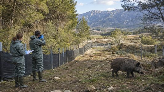 Cataluña confirma 11 nuevos positivos de PPA en jabalíes y eleva el total a 336 en 13 municipios sin ningún caso en cerdos domésticos.