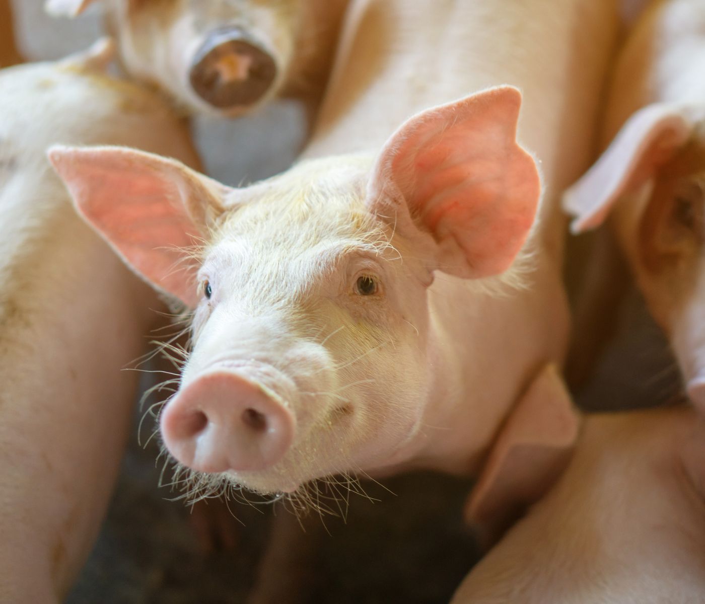 Brasil registra superávit de carne de cerdo en el mercado interno durante el primer trimestre de 2026
