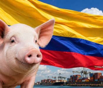 El sector porcino colombiano lidera el crecimiento pecuario, aunque el alza global en insumos y la amenaza de El Niño proyectan incertidumbre